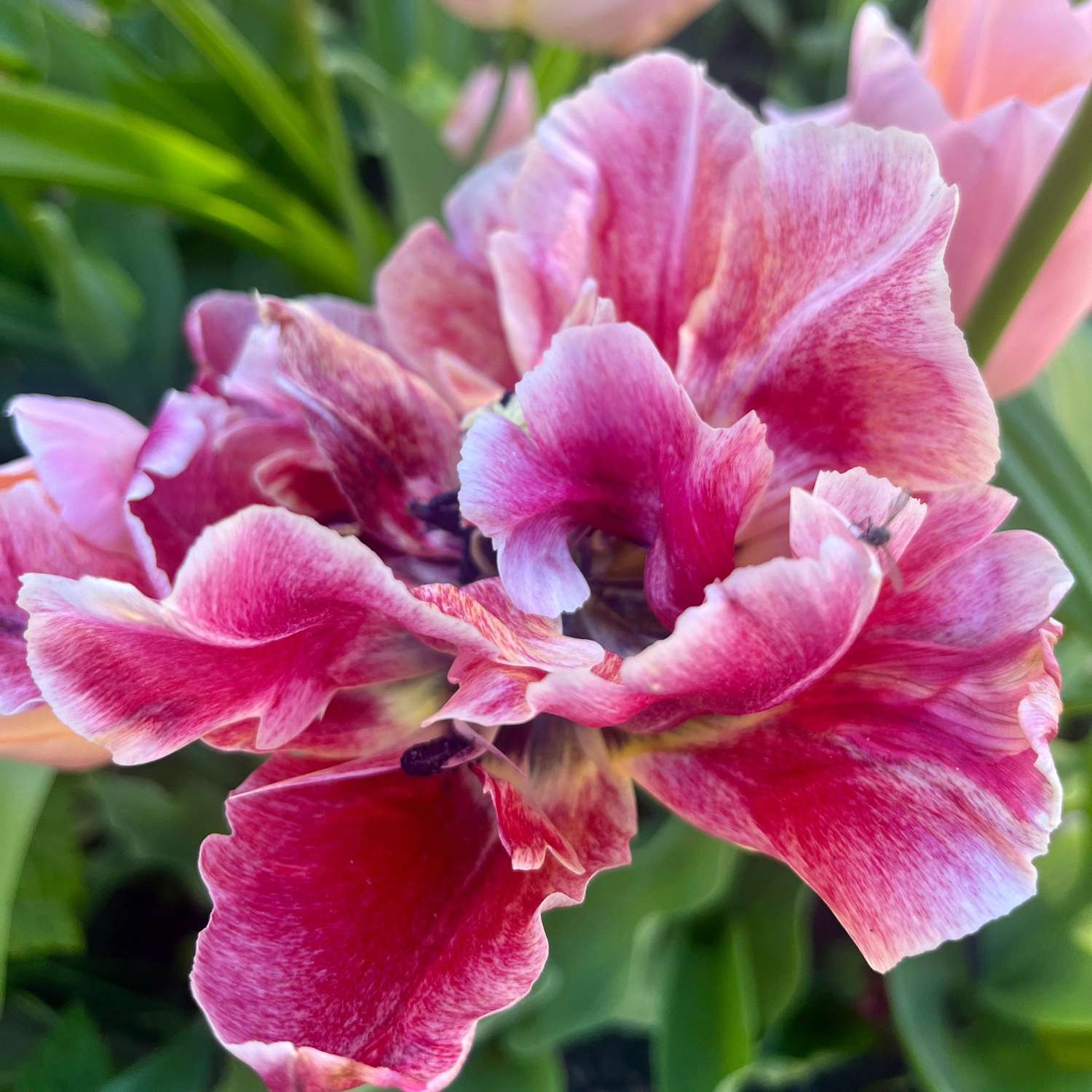 Erikoissekoitus 'Svaneke Delight'